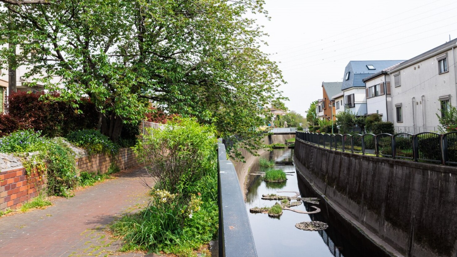 隣駅の久我山駅に向かう神田川沿いの道　© 川津多久摩