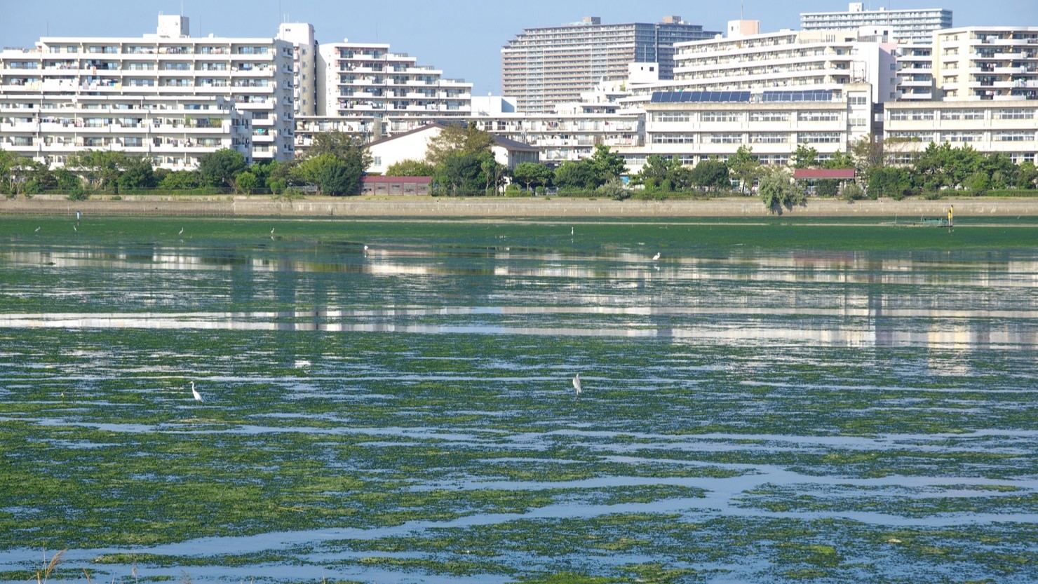 渡り鳥の楽園となっている谷津干潟
