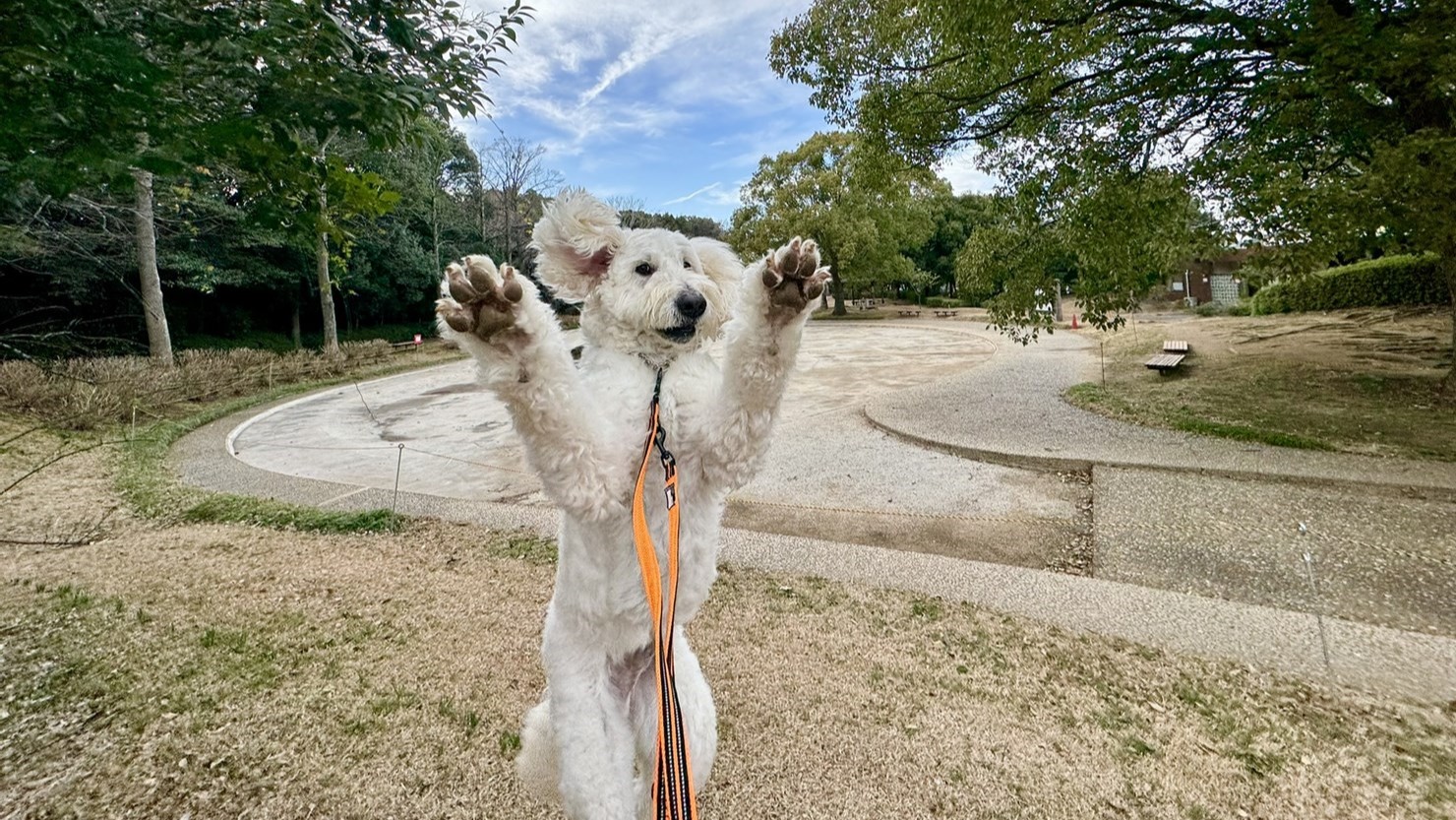 犬の後ろに写っているのがじゃぶじゃぶ池。7月から8月の期間限定で、自由に入って水遊びをすることができる
