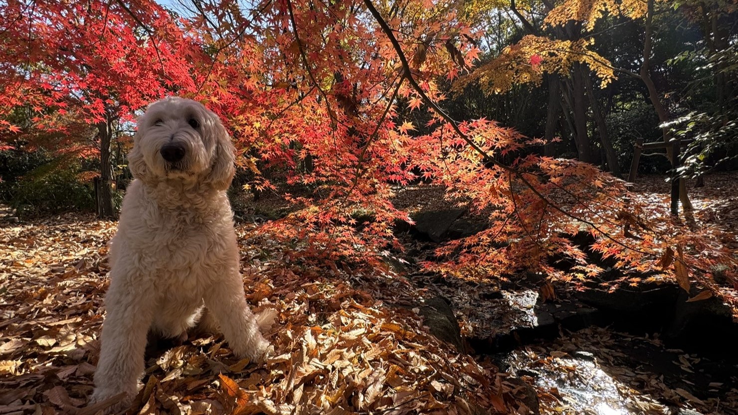 紅葉は名所級の美しさ