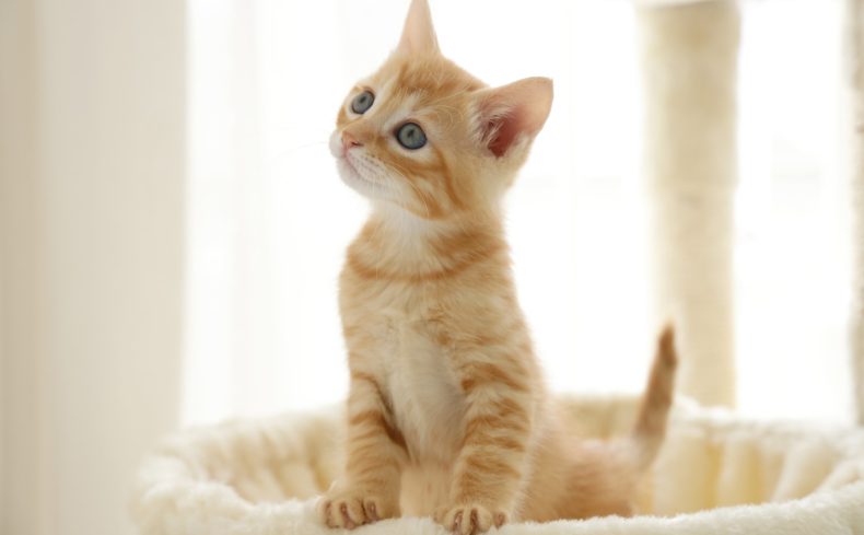 猫の去勢・避妊手術の費用はどのくらい？利用できる自治体の助成金もご紹介します。