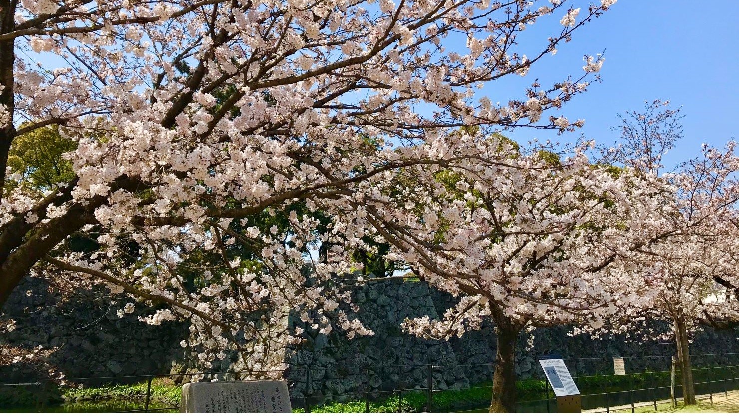 大分城址公園の桜