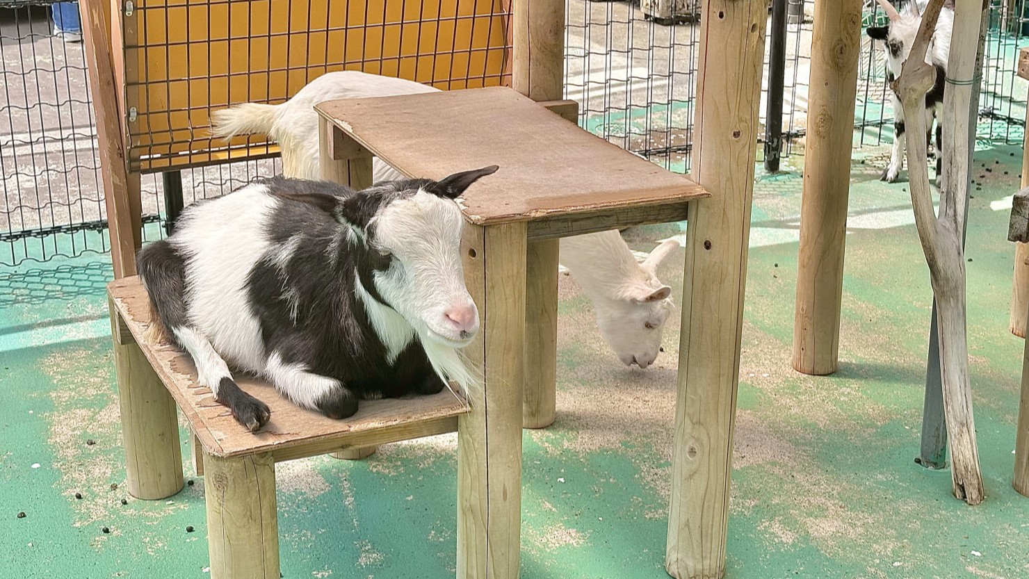 交通公園で観察できるヤギ