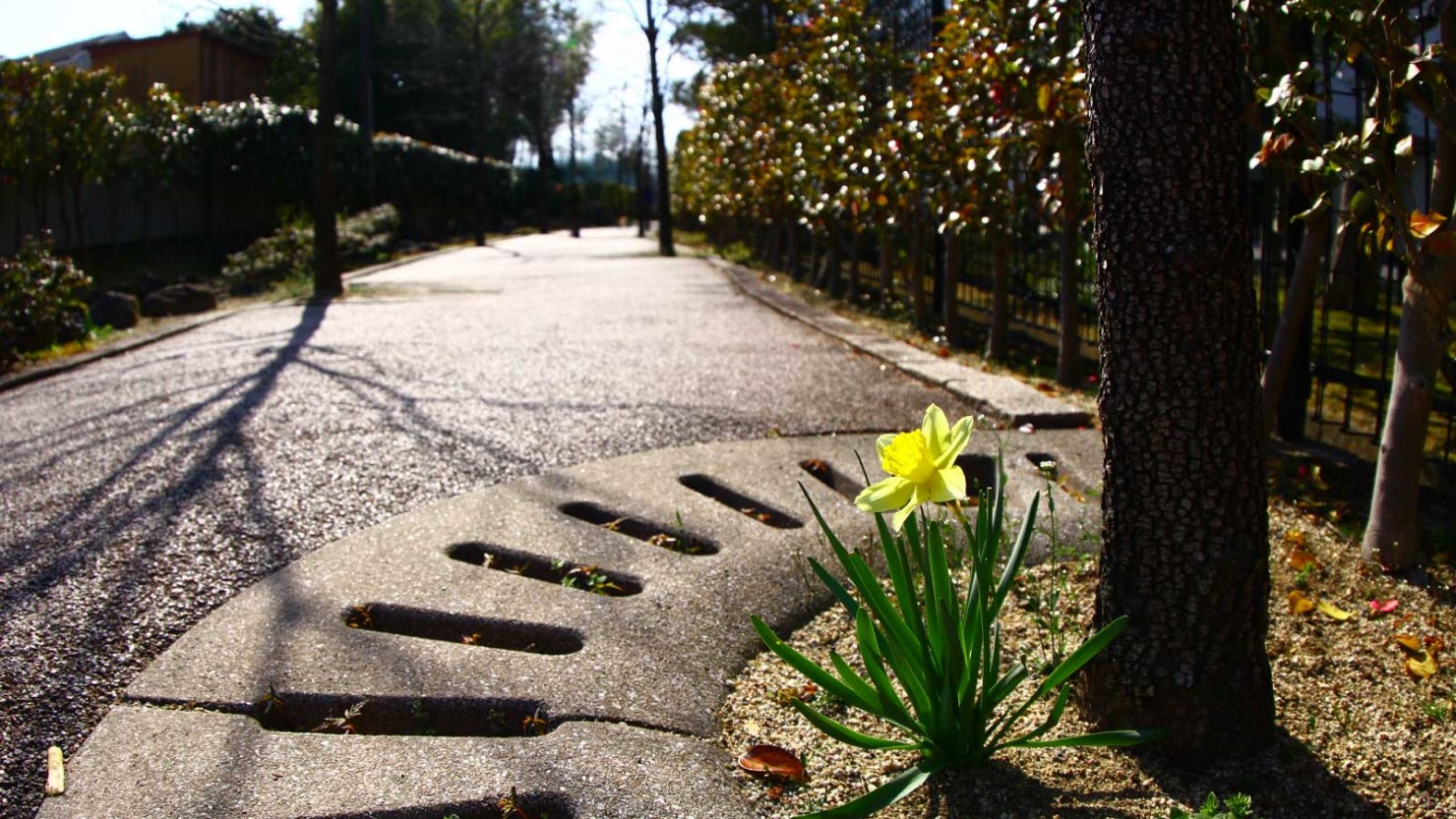 郡山市内各所にある遊歩道“せせらぎこみち”