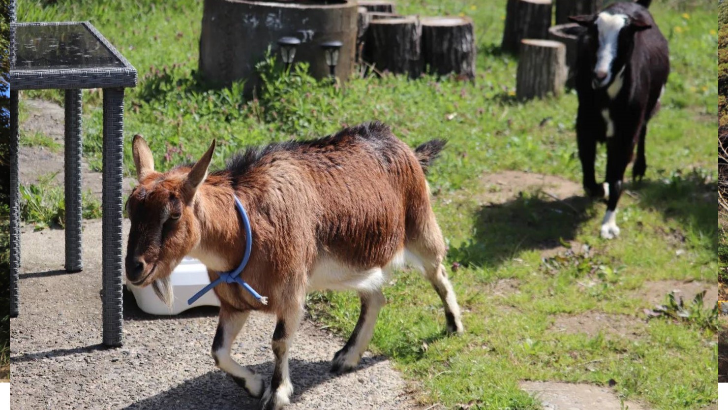 動物スタッフのヤギたち