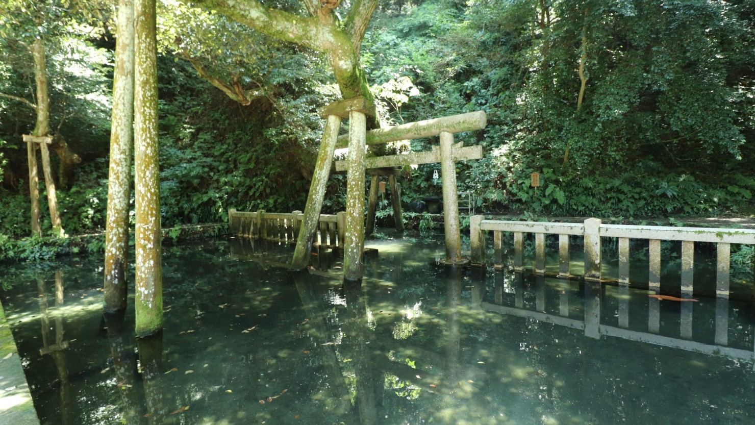 家の近くにある神社境内の湧き水