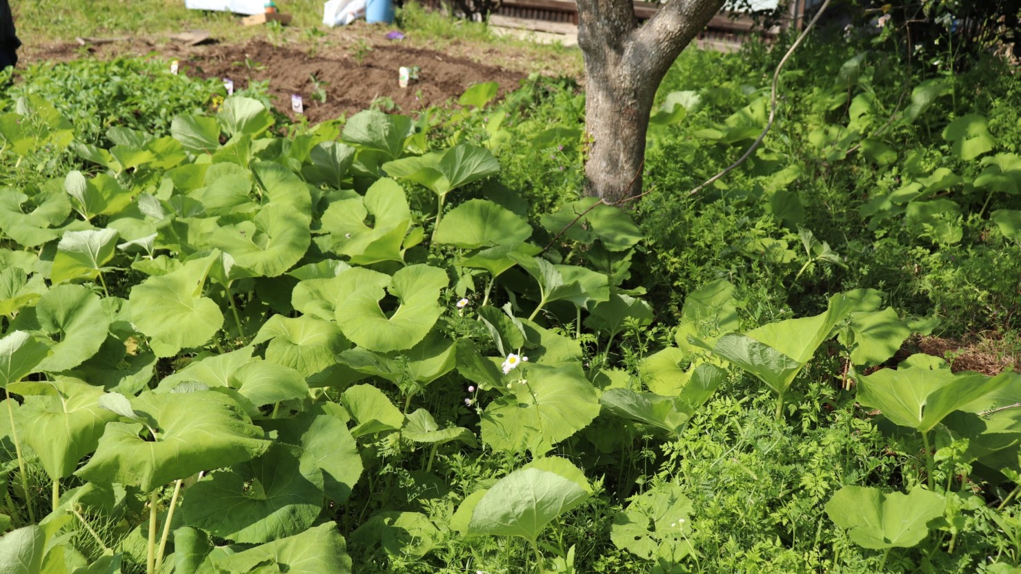 庭に生えているフキ