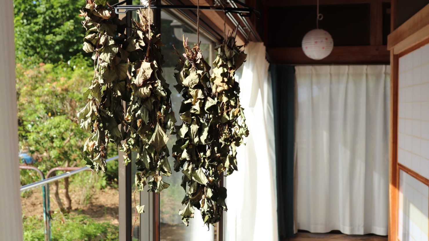 庭で収穫したドクダミを縁側に干している様子