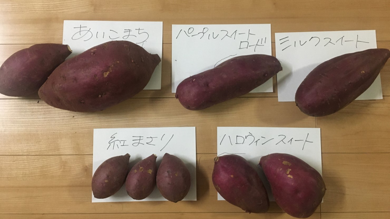 異なる品種のサツマイモを食べ比べ