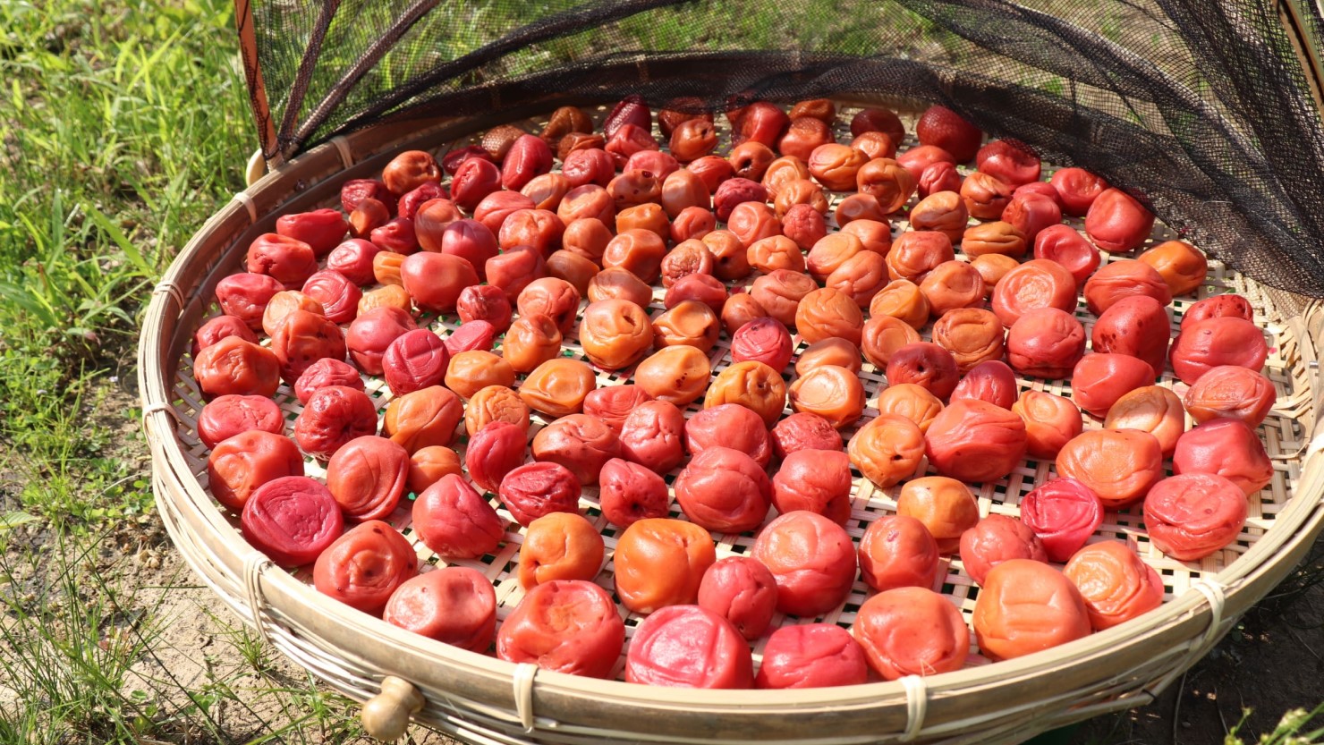 漬けた梅を干して梅干しを作る様子