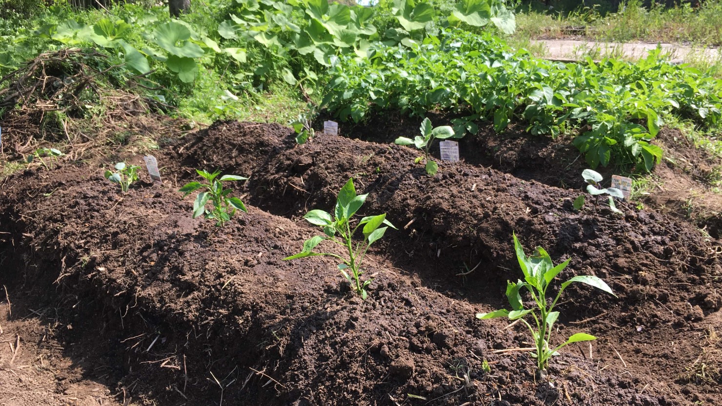 家庭菜園は田舎暮らしならではの魅力