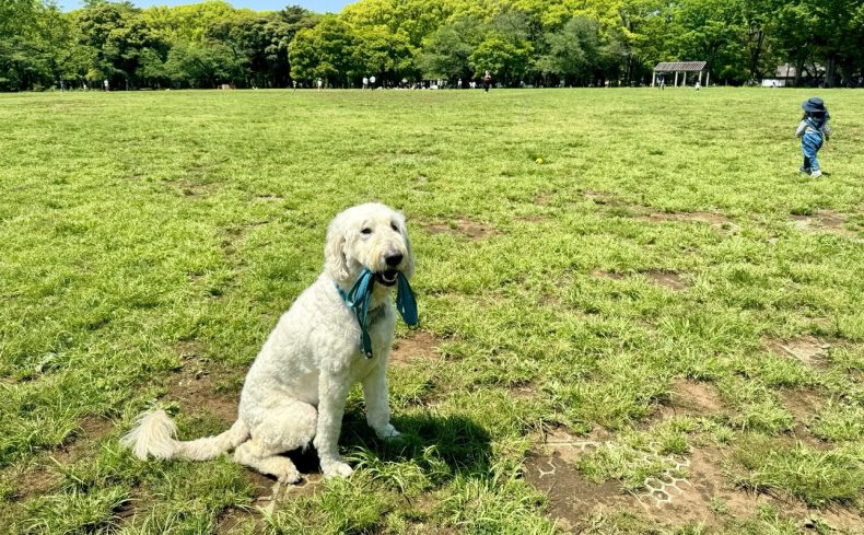 代々木公園（渋谷区）のドッグランで愛犬と遊ぼう！～椎名前太の犬と楽しむ公園ガイド