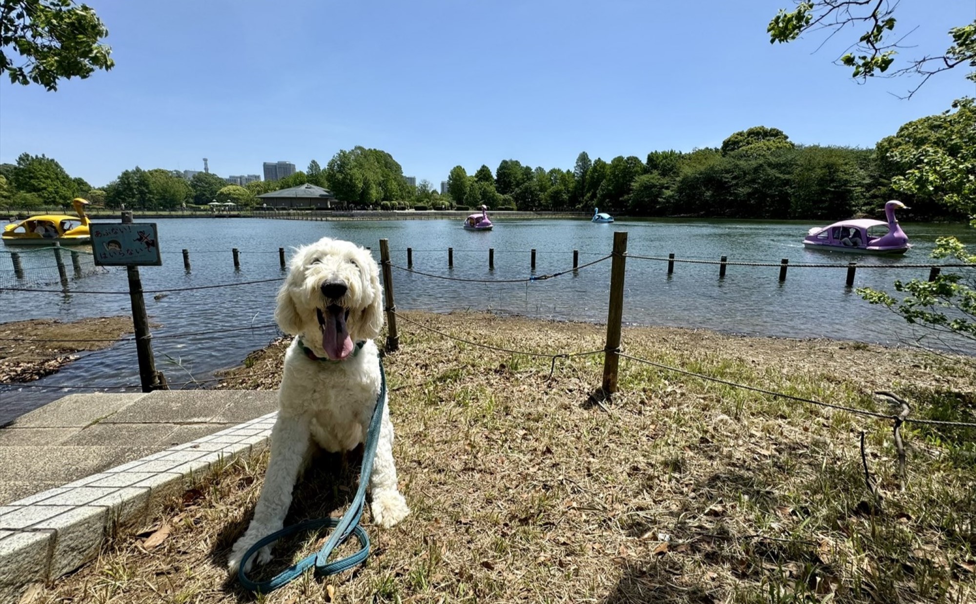 柏の葉公園（千葉県柏市）を愛犬と散歩しよう！～椎名前太の犬と楽しむ公園ガイド