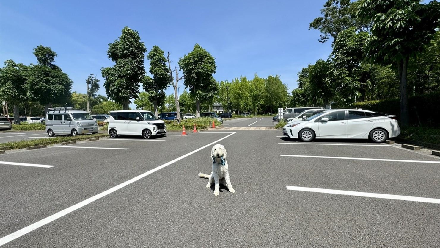 広い駐車場なので満車の心配はあまりなさそう
