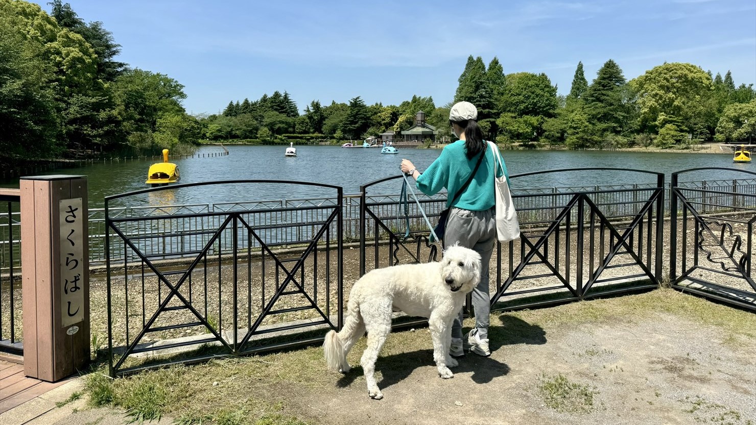 春のそよ風を切って気持ち良さそうに進むスワンボートたち