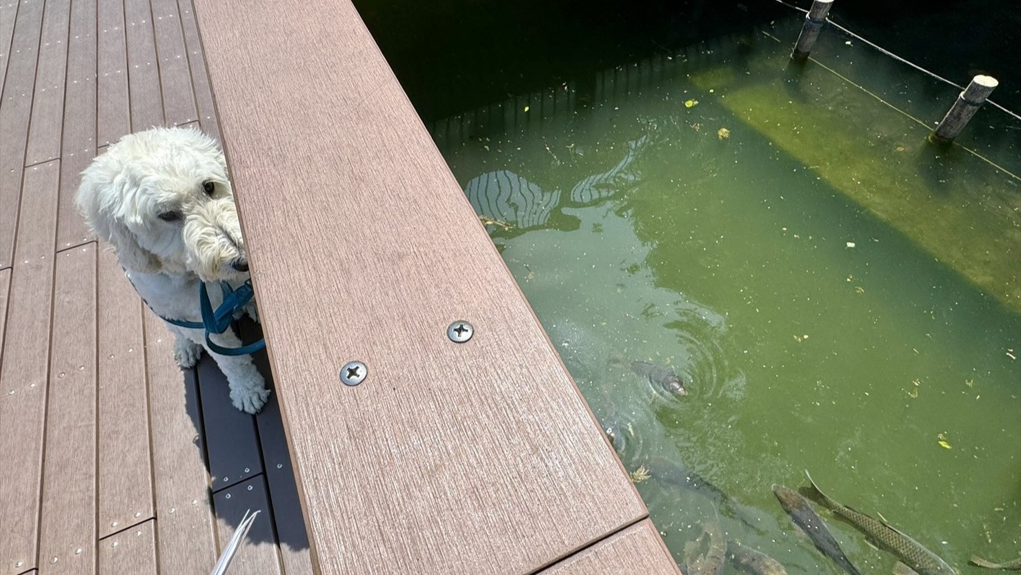 60～70cmの鯉がたくさん泳いでいた。多すぎてちょっと怖い……