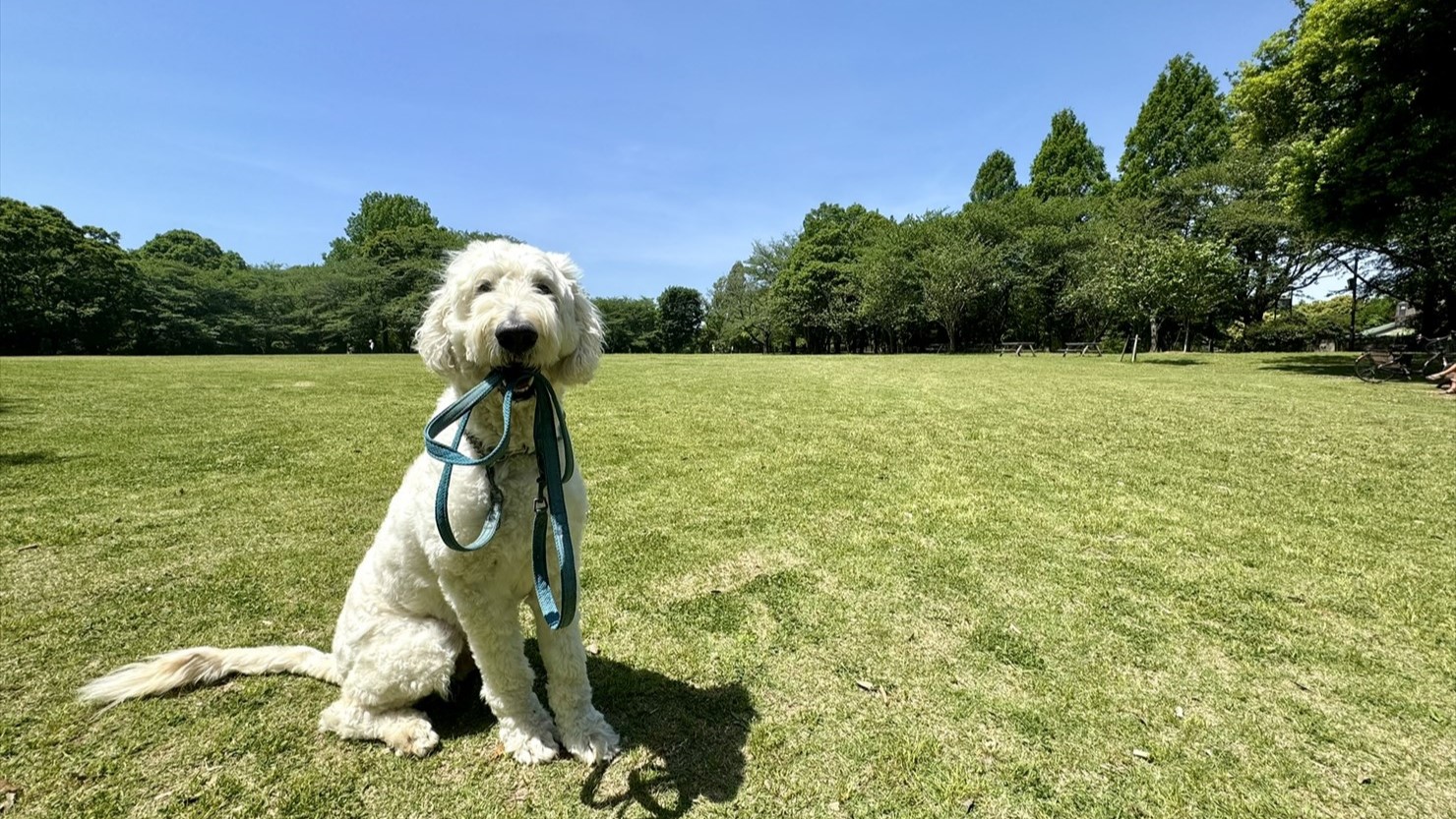 広大な桜の広場。周りの樹木の多くが確かに桜だった