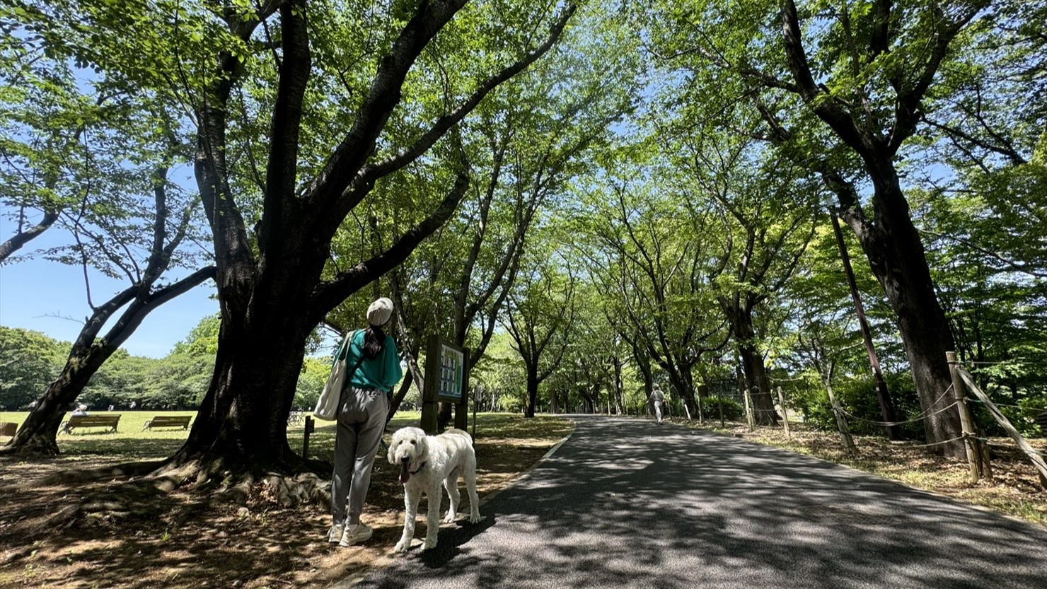 桜のトンネルになっている遊歩道