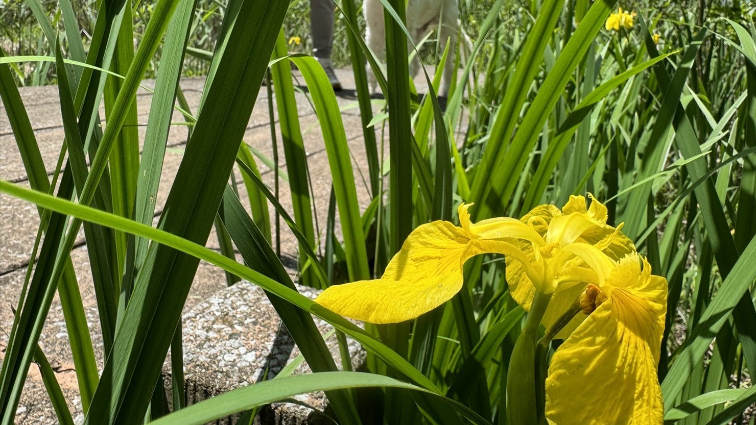 鮮やかな黄色のキショウブが咲いていた