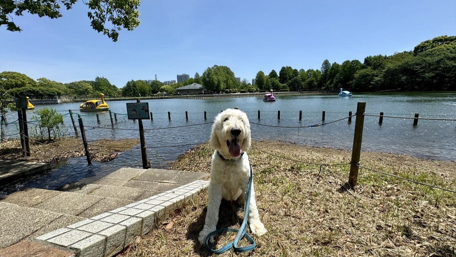 スワンボートを漕ぐ人たちは、親子連れよりカップルが多かった