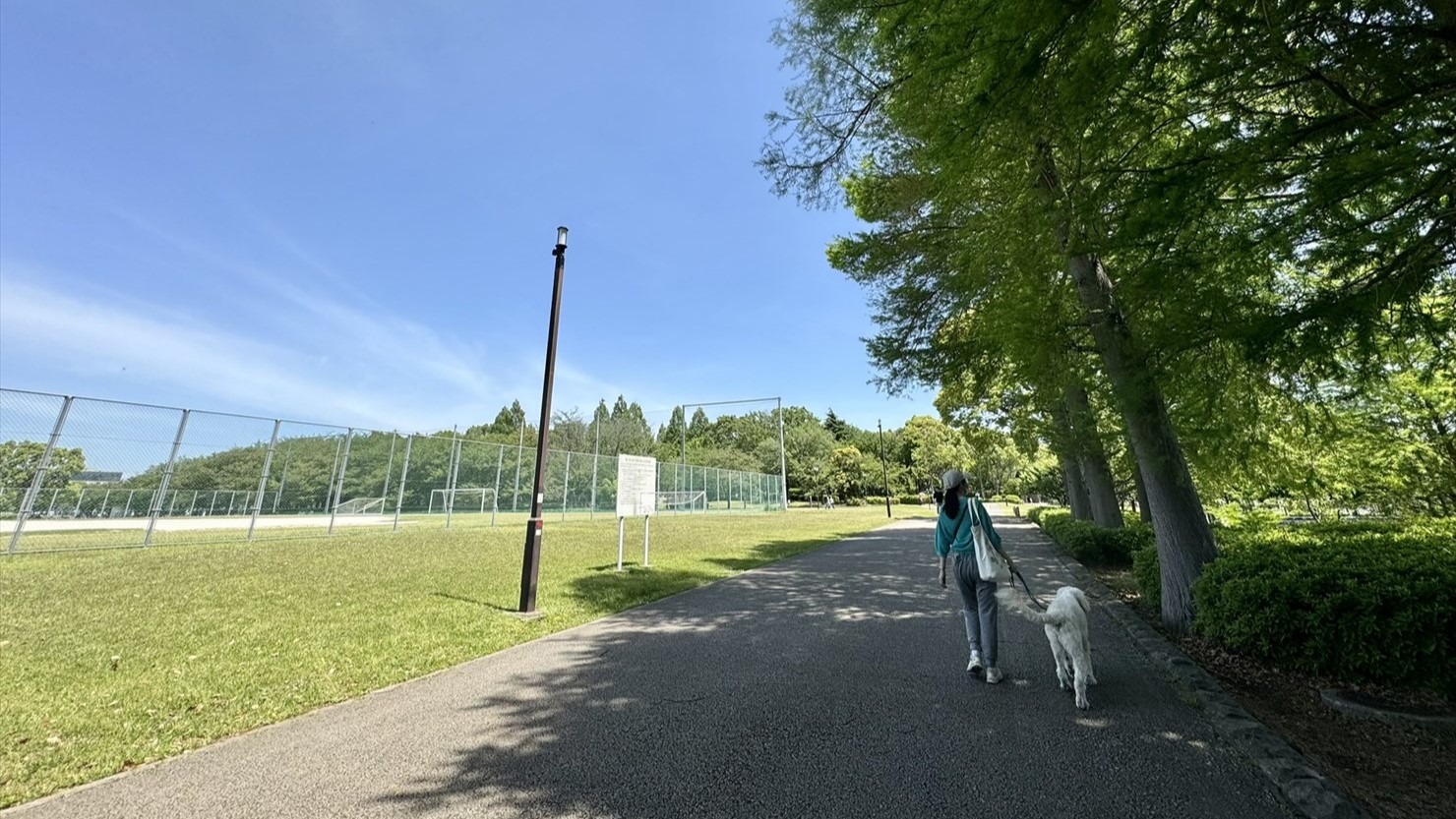 この高木は「ラクウショウ」というヒノキ科の樹木。黄緑の若葉が涼気を与えてくれた