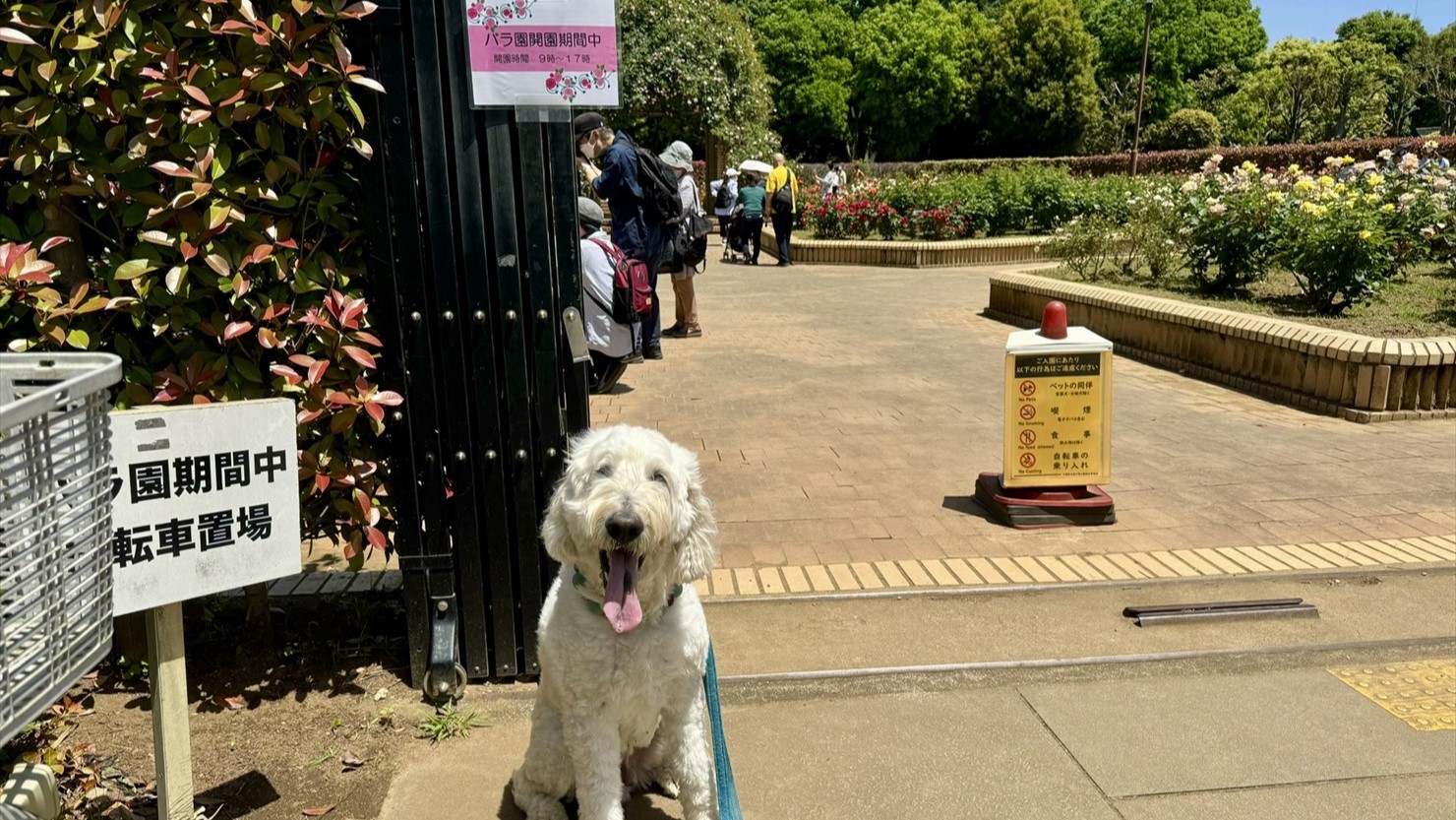 バラ園にも犬は入れない