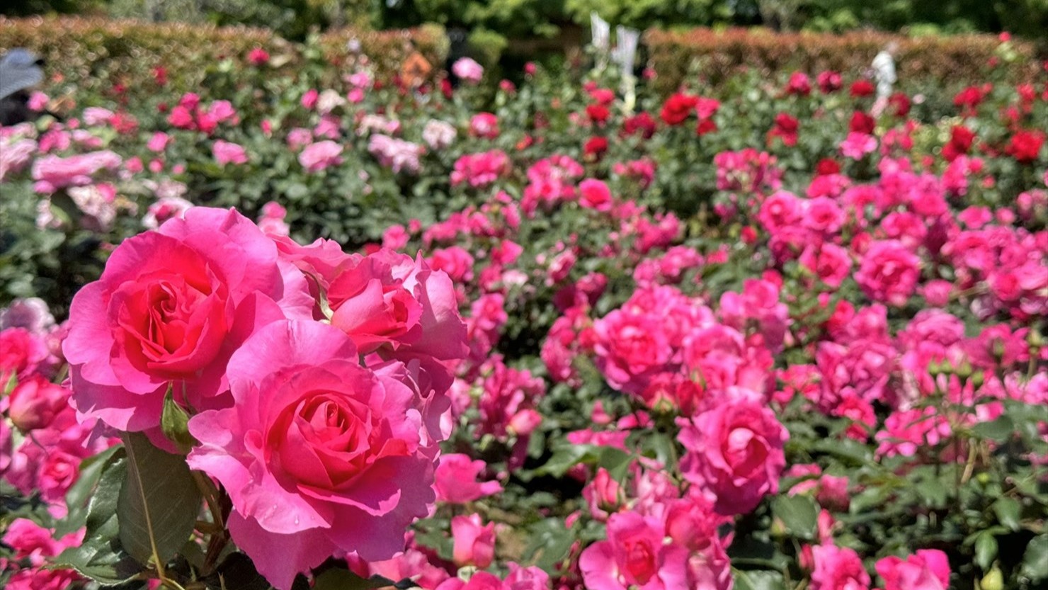 さまざまな色彩のバラがびっしりと咲き誇っていた