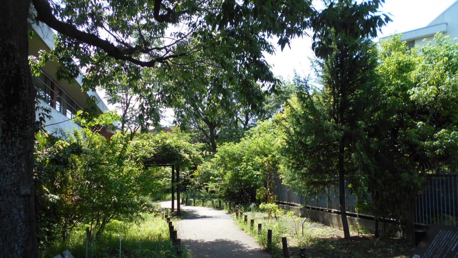 烏山川緑道（鷗友学園の東）