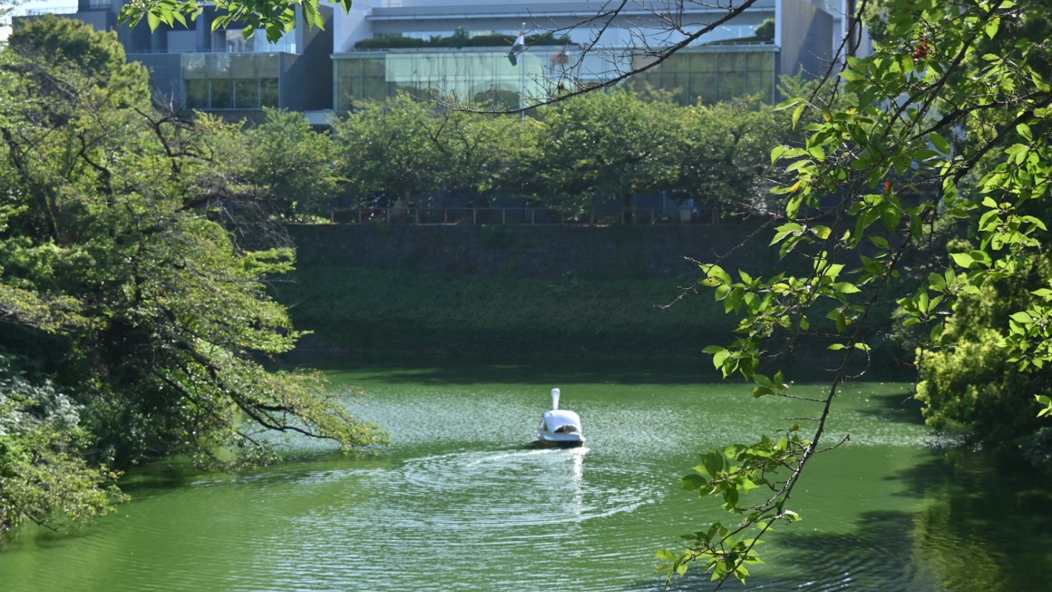 自然豊かな千鳥ヶ淵公園のお濠