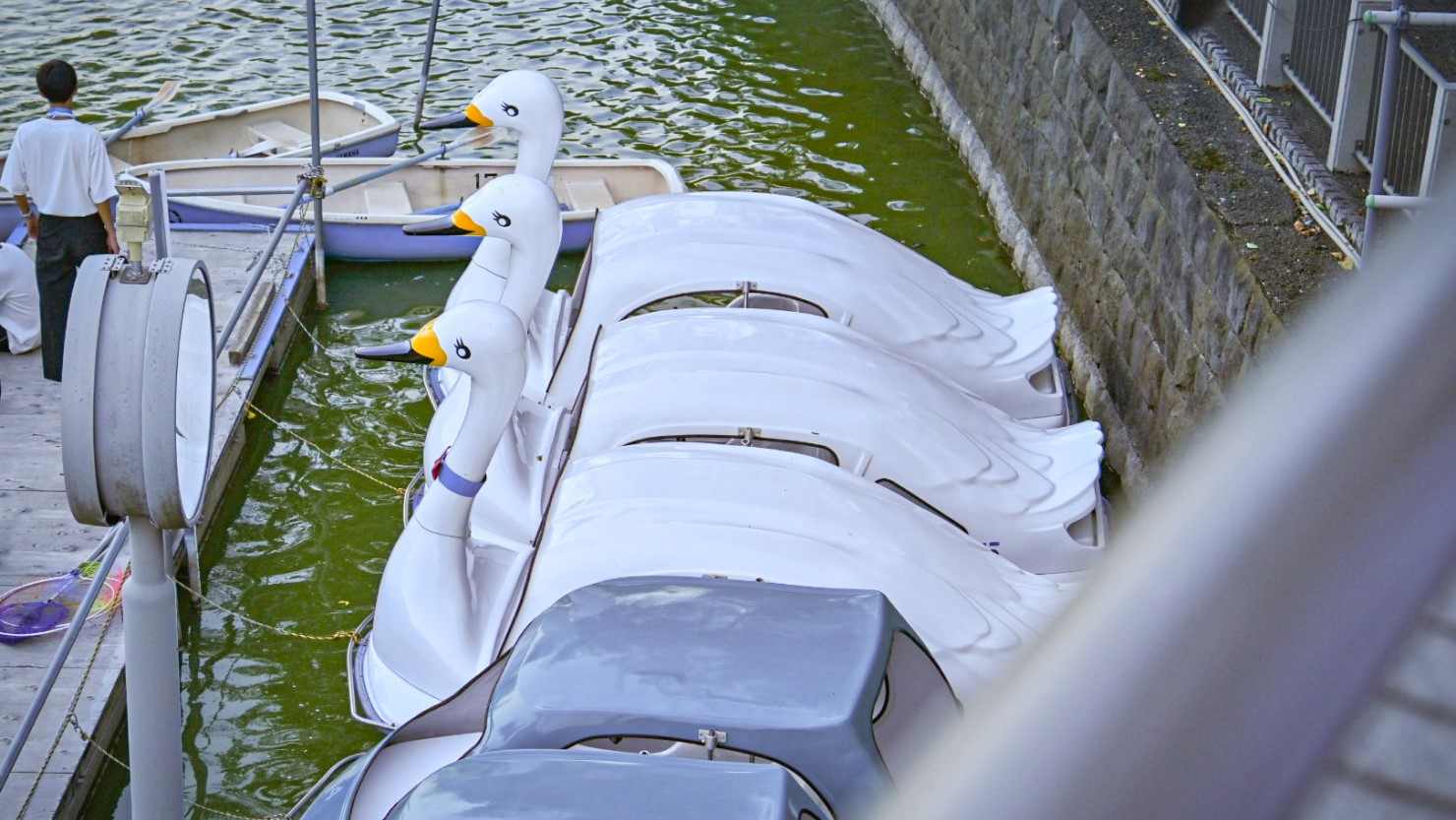 千鳥ヶ淵ボート場のアヒルボート