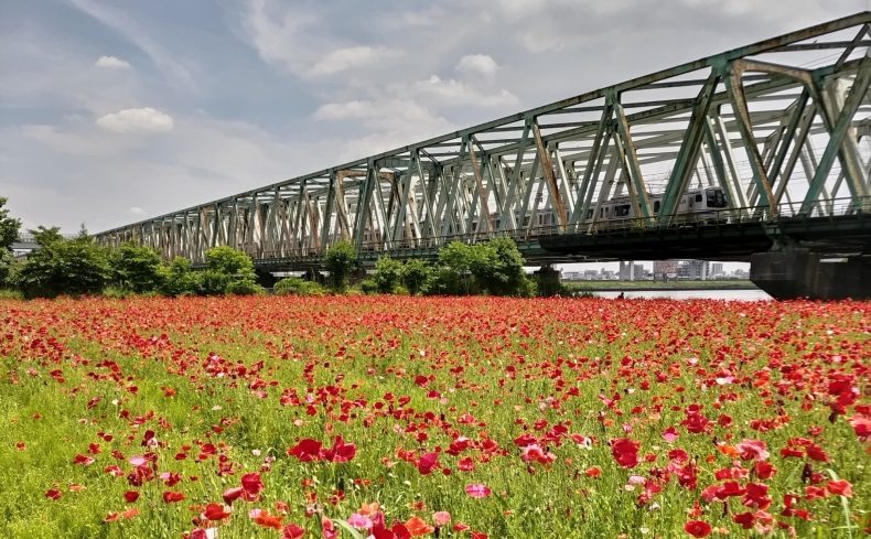 「新小岩駅」周辺を散歩してみよう。3年住んで見つけた、おすすめ散歩・ウォーキングスポットを紹介
