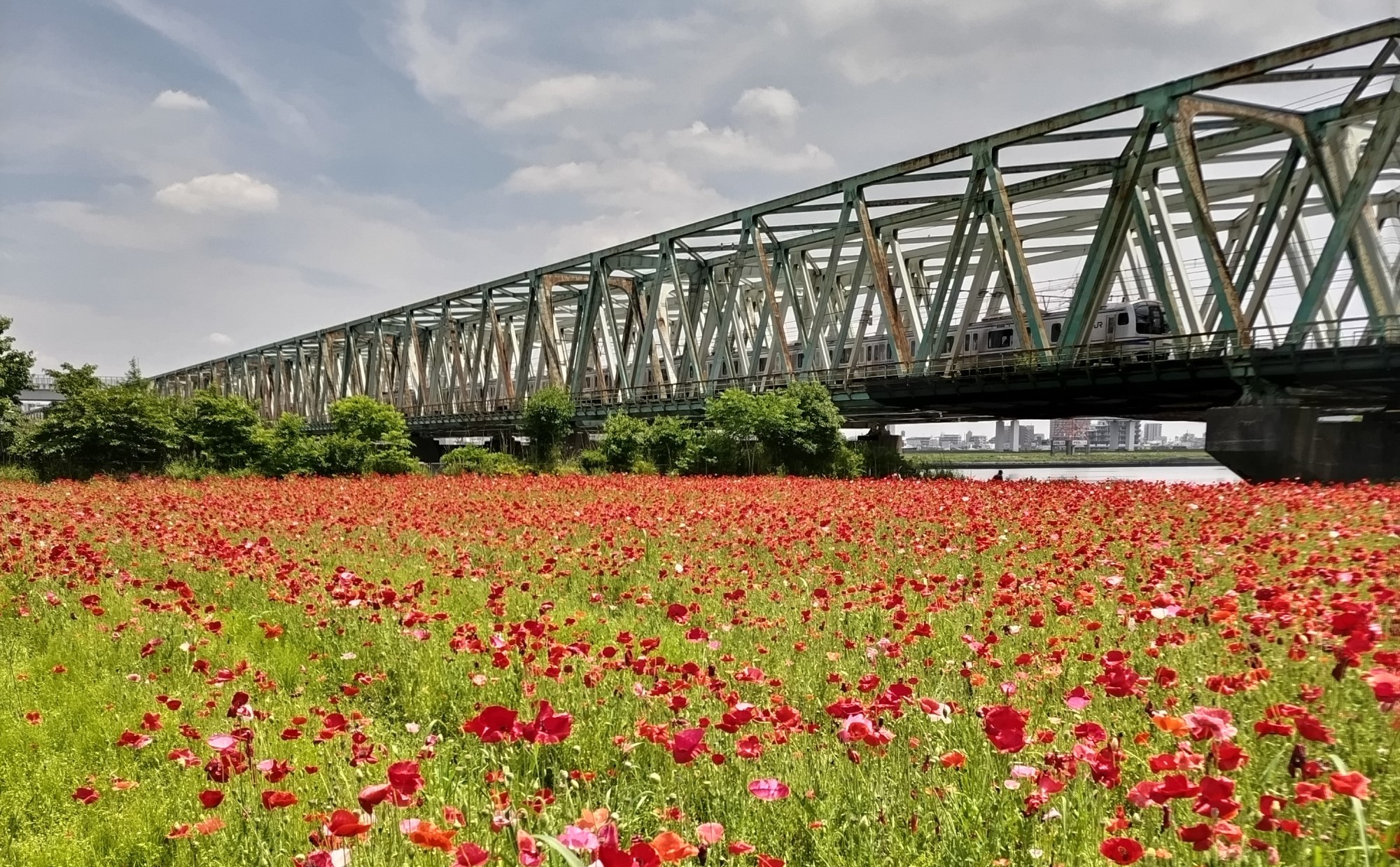 「新小岩駅」周辺を散歩してみよう。3年住んで見つけた、おすすめ散歩・ウォーキングスポットを紹介