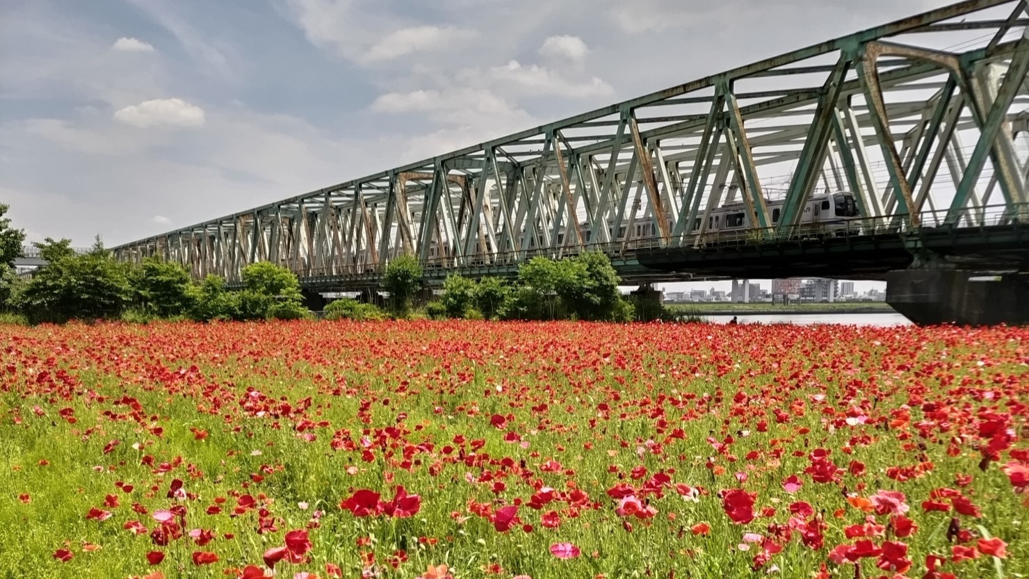 小松川運動公園のポピー