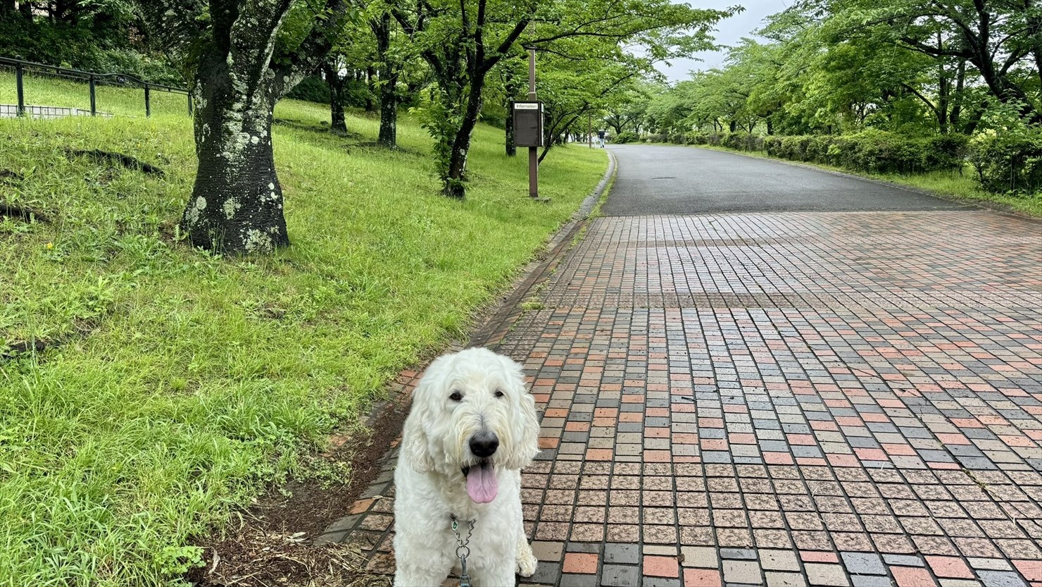 視界の突き当りまで続く桜並木