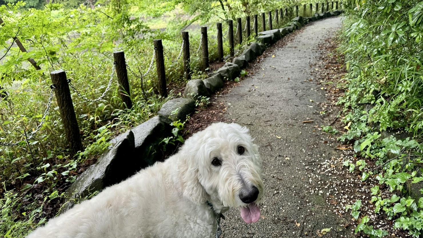 青葉ヶ池脇の遊歩道。水面は鏡のように滑らかで静まり返っていた