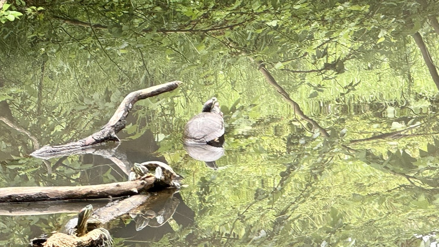 結局、この池でじっくり観察できた生き物は亀さんだけだった