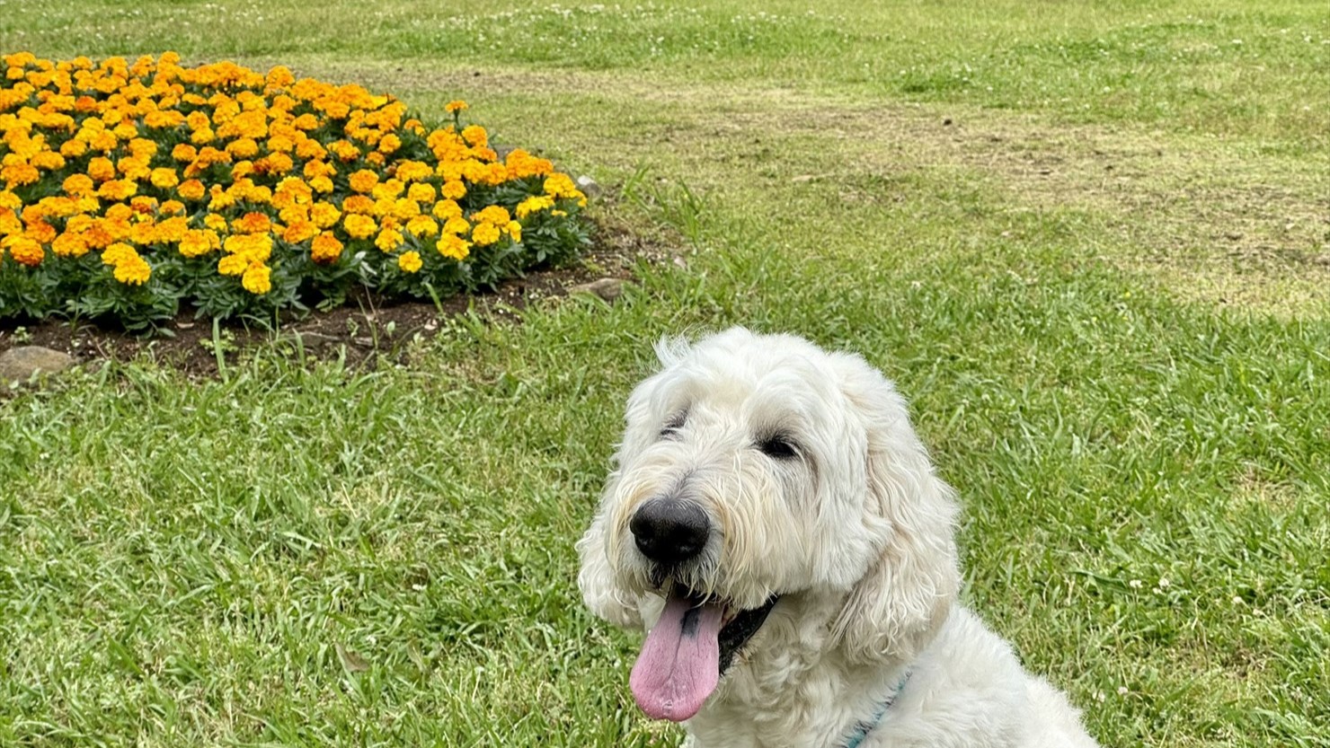 その間、間にお花畑もある