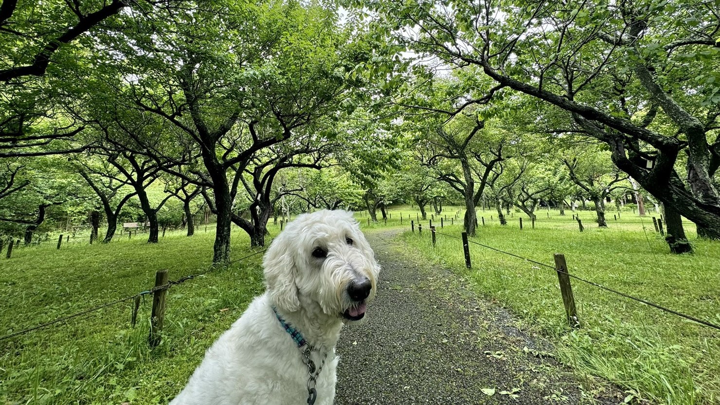 約400本の梅園。咲いていないのが残念！