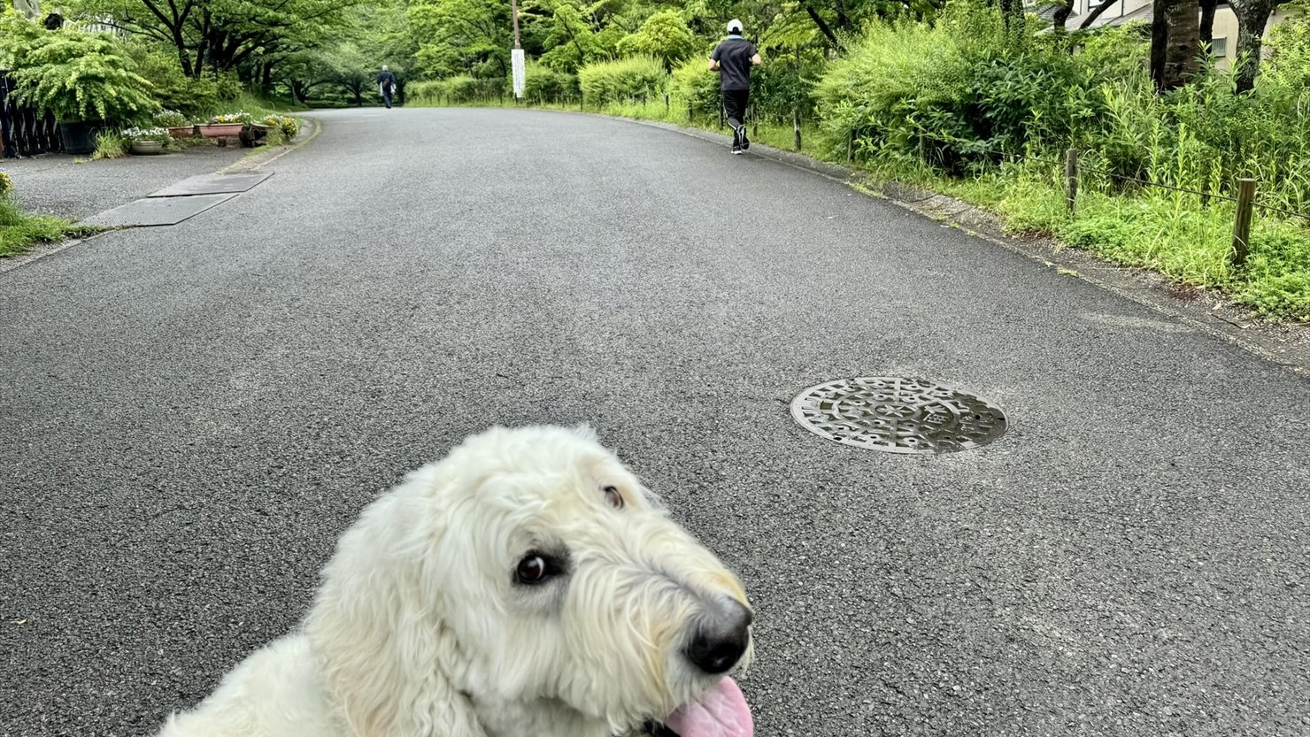 歩いている間、視界には常にランナーがいた