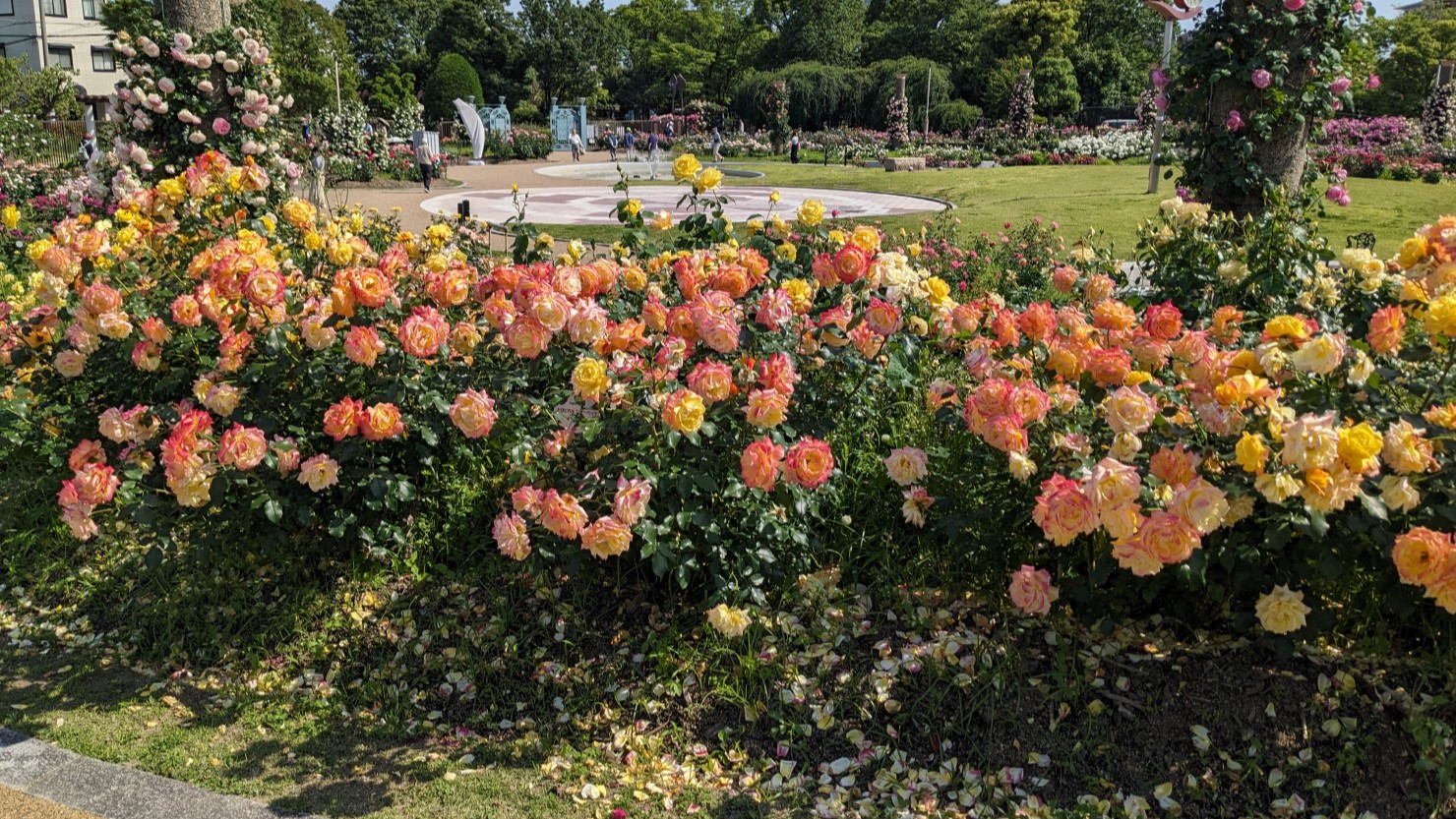 若園公園バラ園に咲いているバラ