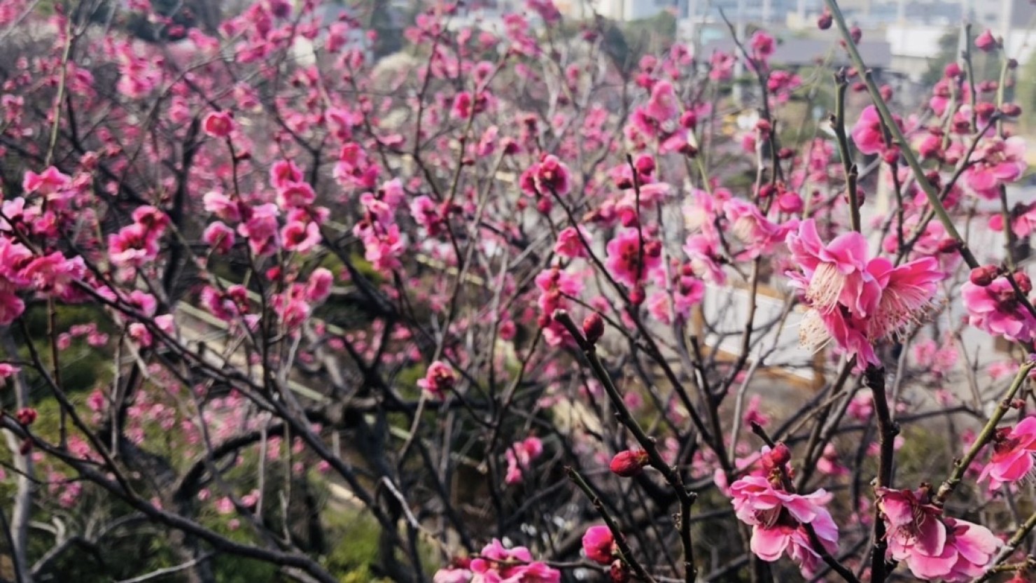 池上梅園　見ごろの梅