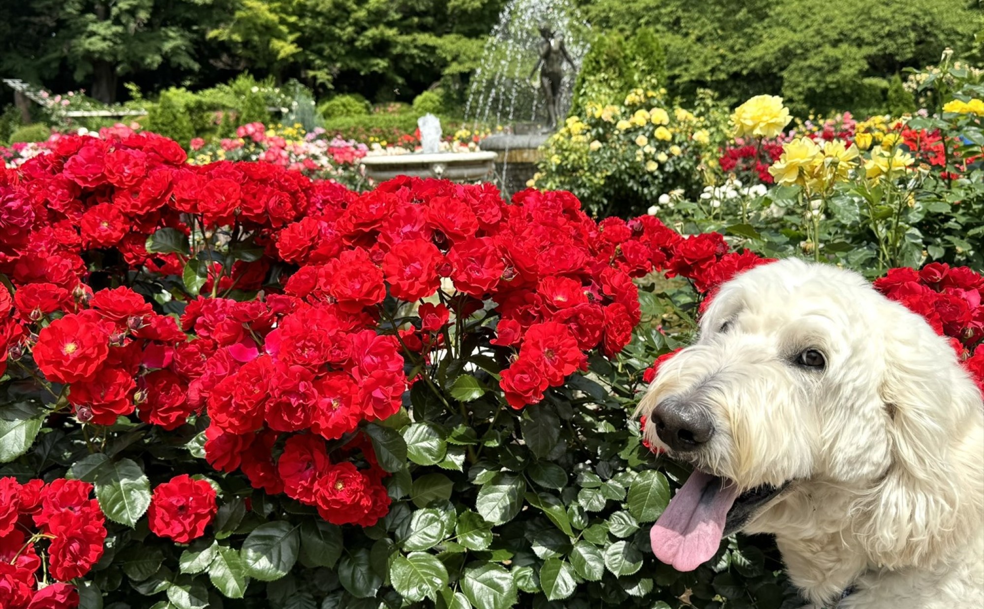 里見公園（千葉県市川市）を愛犬と散歩しよう！～椎名前太の犬と楽しむ公園ガイド