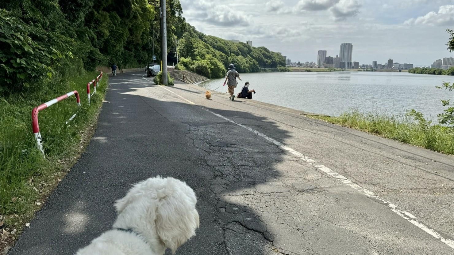 江戸川沿いの道を歩く。鮮やかな緑とまぶしい川面が夏の足音を感じさせる