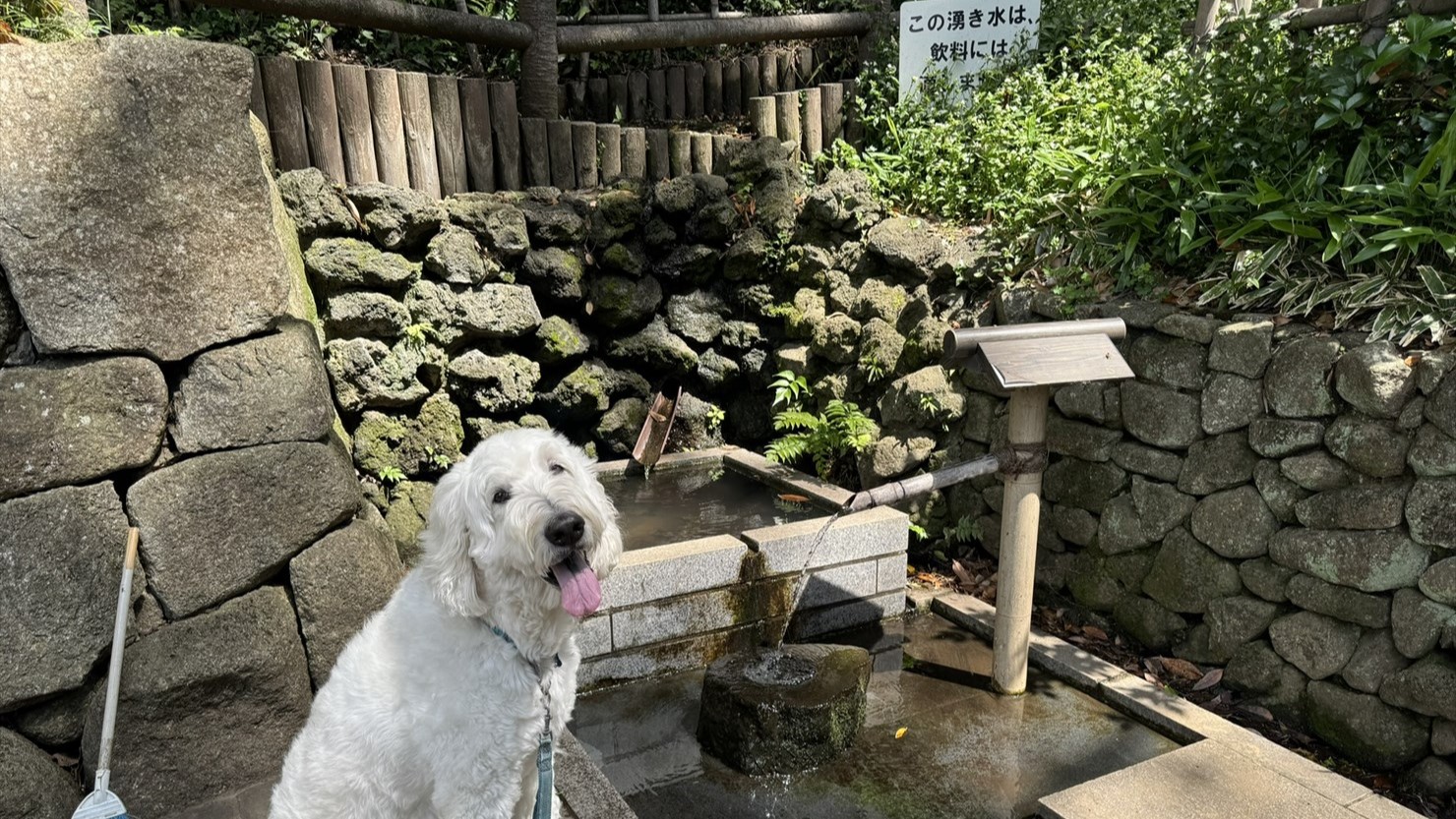 清水が湧き続けている羅漢の井（らかんのい）。しかしながら、市川市は飲用には適さないとしている