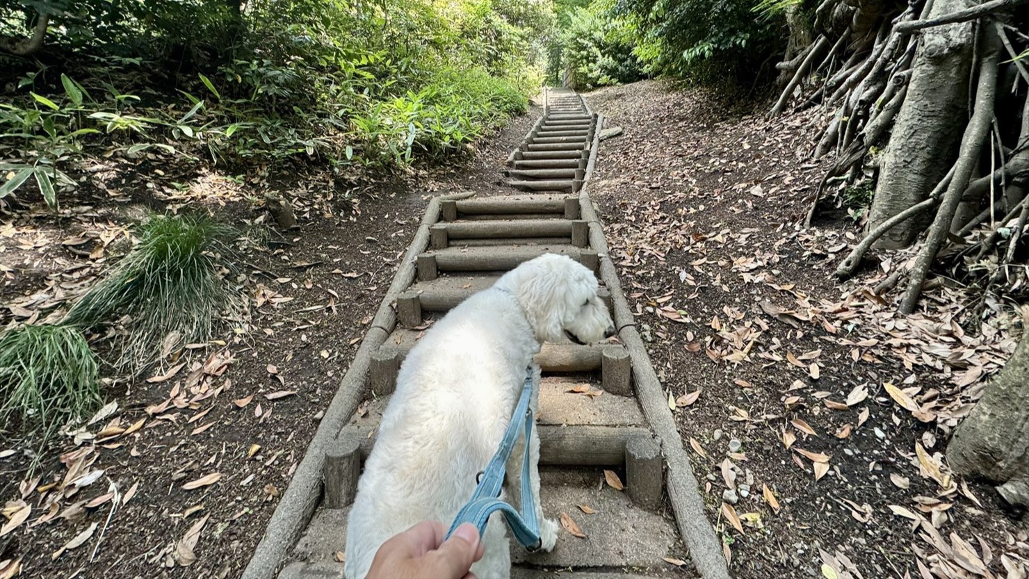 登山道のような木の階段を登って公園に入る