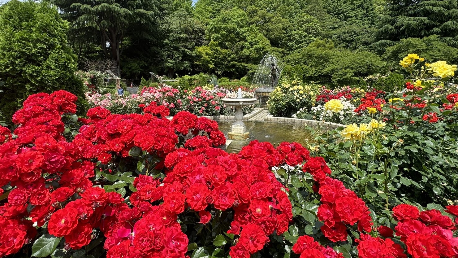 噴水を360度囲む華やかなバラたちの競演。色彩、形ともにゴージャス！