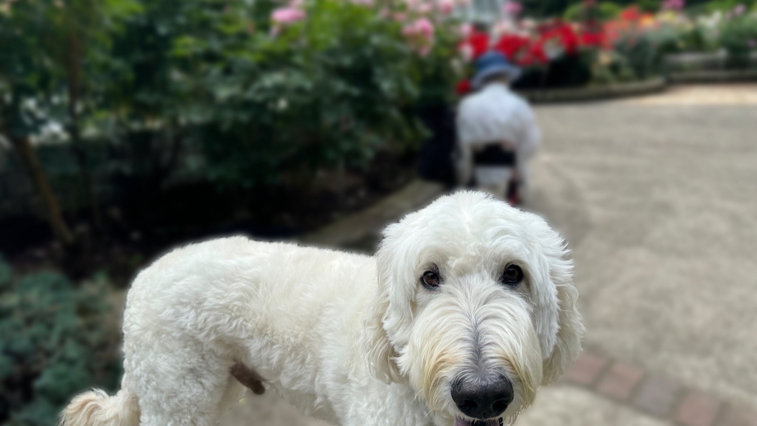 里見公園のバラ園はワンコと一緒に入れる