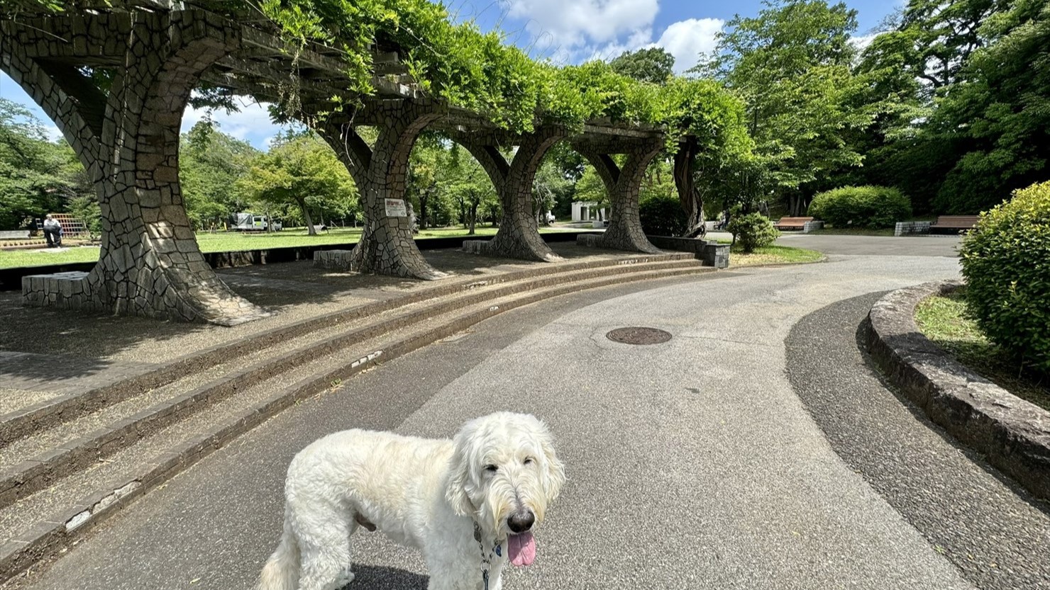 5月中旬の藤棚は、新緑の鮮やかなグリーン一色だった