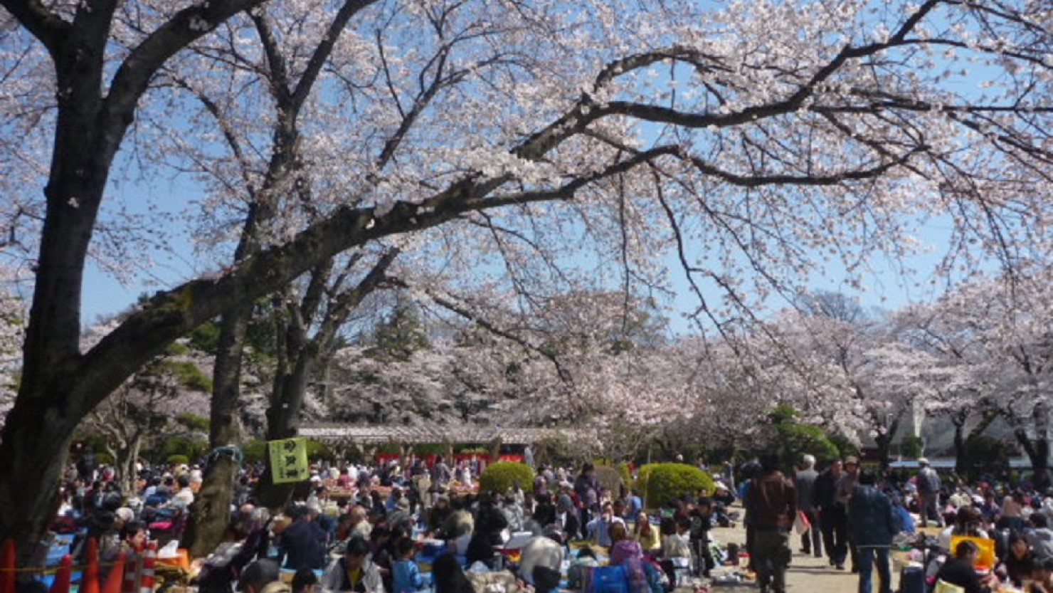 コロナ前の桜まつりの様子。足の踏む場もないほど多くの花見客でごったがえしていた（2024年は3月20日から3月31日に開催）