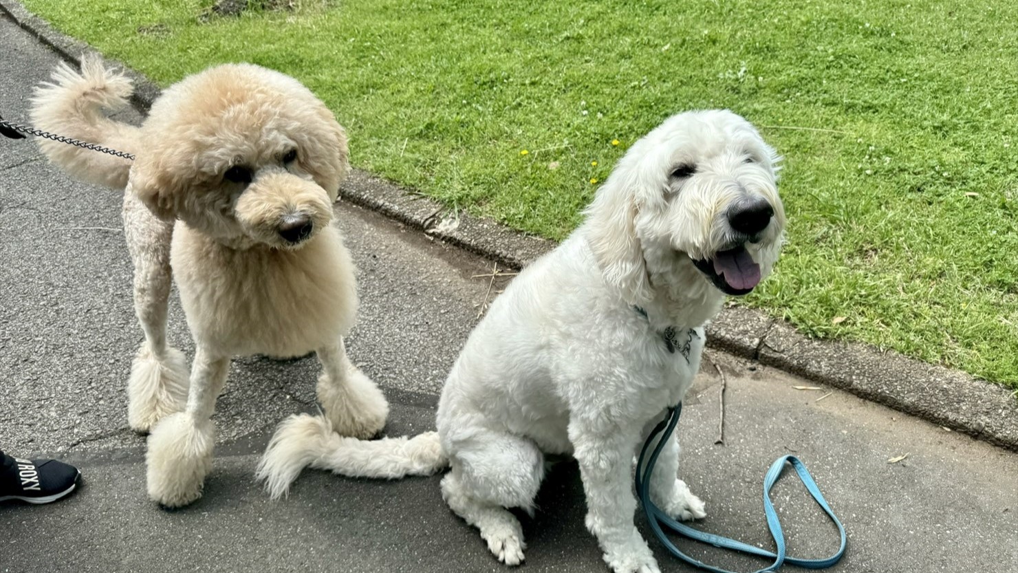 当日、泰楽と一番遊んでくれたスタンダードプードルくん